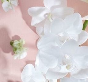 Canada Online Perfumes Shop  Buy Fragrances Fleur D'orchidee